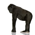 Young Silverback Gorilla Royalty Free Stock Photo