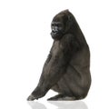 Young Silverback Gorilla Royalty Free Stock Photo