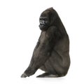 Young Silverback Gorilla