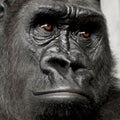 Young Silverback Gorilla Royalty Free Stock Photo