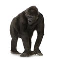 Young Silverback Gorilla