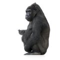 Young Silverback Gorilla Royalty Free Stock Photo