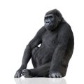 Young Silverback Gorilla Royalty Free Stock Photo