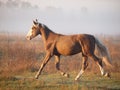 The young silvery-black stallion trots on a morning meadow Royalty Free Stock Photo