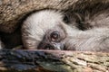 Young Silvery Moloch Gibbon Royalty Free Stock Photo