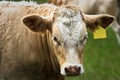 Young Simmental bull with yellow ear tag