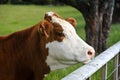 Young Simmental bull with yellow ear tag