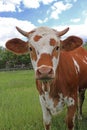 Young simmental calf on a green pasture