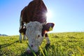 A young Simmental cattle with horns against the sun on a meadow in Bavaria Royalty Free Stock Photo