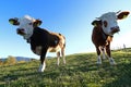 Young Simmental cattle with horns and bell in the back light on the pasture Royalty Free Stock Photo