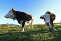 Young Simmental cattle with horns and bell in the back light on the pasture Royalty Free Stock Photo