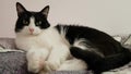 Young skinny black and white cat lying in the bedroom on the bed at home and resting. He periodically looks at the camera