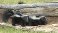 Young skunks Royalty Free Stock Photo