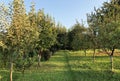 A young Slavonian orchard in a private garden and on a clover lawn Royalty Free Stock Photo