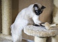 Young sleek haired cat, Siam oriental group playing with a fur toy on a cat complex