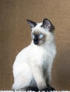Young sleek haired cat, Siam oriental group