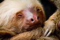 Young sleeping sloth, high detail Royalty Free Stock Photo