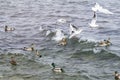 Young Slender-billed gull Larus genei, Chroicocephalus genei and many Beautiful Mallard duck, or Wild Duck Anas platyrhynchos