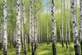 Young slim thin birch trees in the spring in the forest. Generative AI