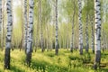 Young slim thin birch trees in the spring in the forest. Generative AI