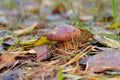 A young Slippery Jack in autumn