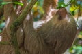 Young Sloth in Costa Rica