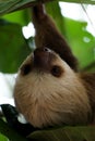 Young sloth in a tree Royalty Free Stock Photo