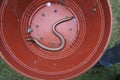 A young slow worm snake crawls in a bucket