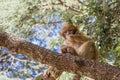 A young small Barbary Macaque monkey or ape, sitting in a tree, eating peanuts in Morocco Royalty Free Stock Photo