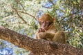 A young small Barbary Macaque monkey or ape, sitting in a tree, eating peanuts in Morocco Royalty Free Stock Photo