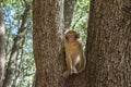 A young small Barbary Macaque monkey or ape, sitting in a tree, eating peanuts in Morocco Royalty Free Stock Photo