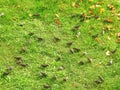 Young starling birds on green grass, Lithuania
