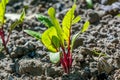 Young small beetroot transplant growing in the garden during early spring Royalty Free Stock Photo