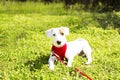 Young small breed dog with funny brown stain on face. Portrait of cute happy jack russel terrier doggy outdoors, walk in the park. Royalty Free Stock Photo