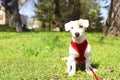 Young small breed dog with funny brown stain on face. Portrait of cute happy jack russel terrier doggy outdoors, walk in the park. Royalty Free Stock Photo