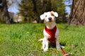 Young small breed dog with funny brown stain on face. Portrait of cute happy jack russel terrier doggy outdoors, walk in the park. Royalty Free Stock Photo