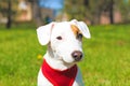 Young small breed dog with funny brown stain on face. Portrait of cute happy jack russel terrier doggy outdoors, walk in the park. Royalty Free Stock Photo