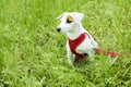 Young small breed dog with funny brown stain on face. Portrait of cute happy jack russel terrier doggy outdoors, walk in the park. Royalty Free Stock Photo