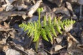 Young small Broad buckler fern, Dryopteris dilatata.