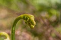 Young small Broad buckler fern, Dryopteris dilatata.