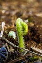 Young small Broad buckler fern, Dryopteris dilatata. Royalty Free Stock Photo
