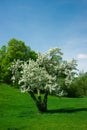 Young, Small Cerry Tree in Full White Bloom