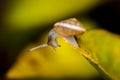 Copse snail Arianta arbustorum