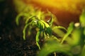 Young small corn plant seedlings in soil