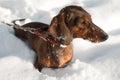 Young small dachshund is in the snow
