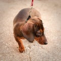Young small dark brown dachshund Royalty Free Stock Photo