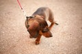 Young small dark brown dachshund Royalty Free Stock Photo