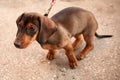 Young small dark brown dachshund