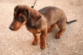 Young small dark brown dachshund Royalty Free Stock Photo