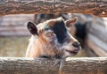 Young, small goatling peeping from behind a wooden fence in the Royalty Free Stock Photo